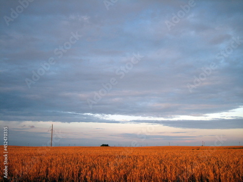 A flat field of wheat at sunset. The ears are almost ripe. The warm light of the sunset sky breaks through the lush clouds.