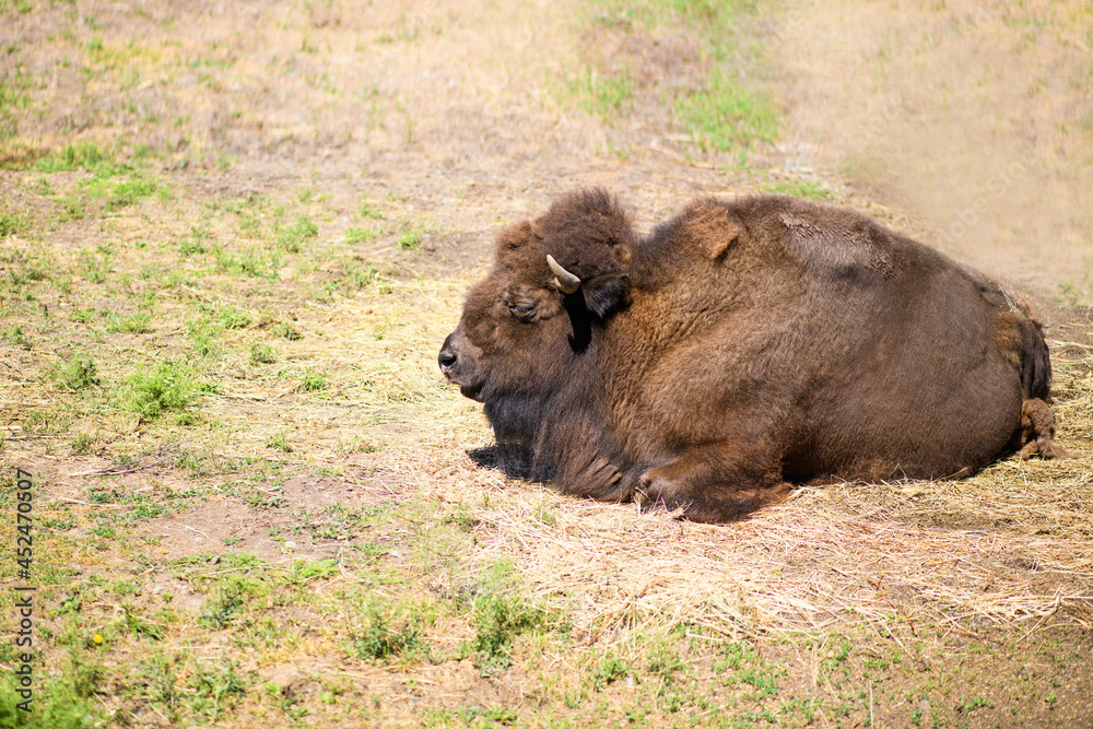 Fototapeta premium Big yak bull lies on the ground, close up. 2021 year of the bull