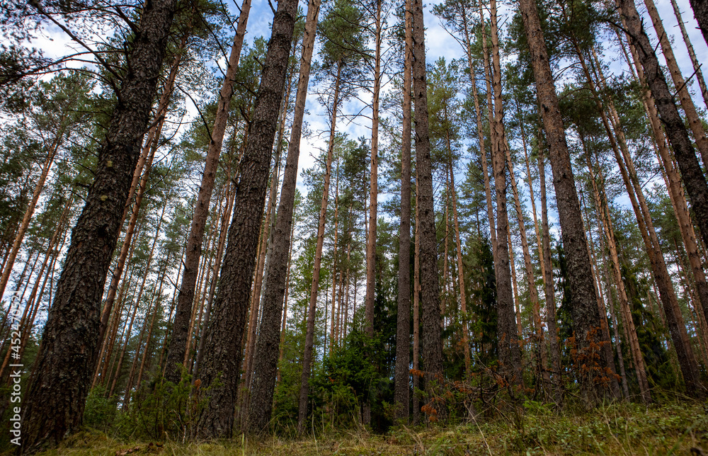 Fototapeta premium a mysterious forest with mighty conifers high to the sky