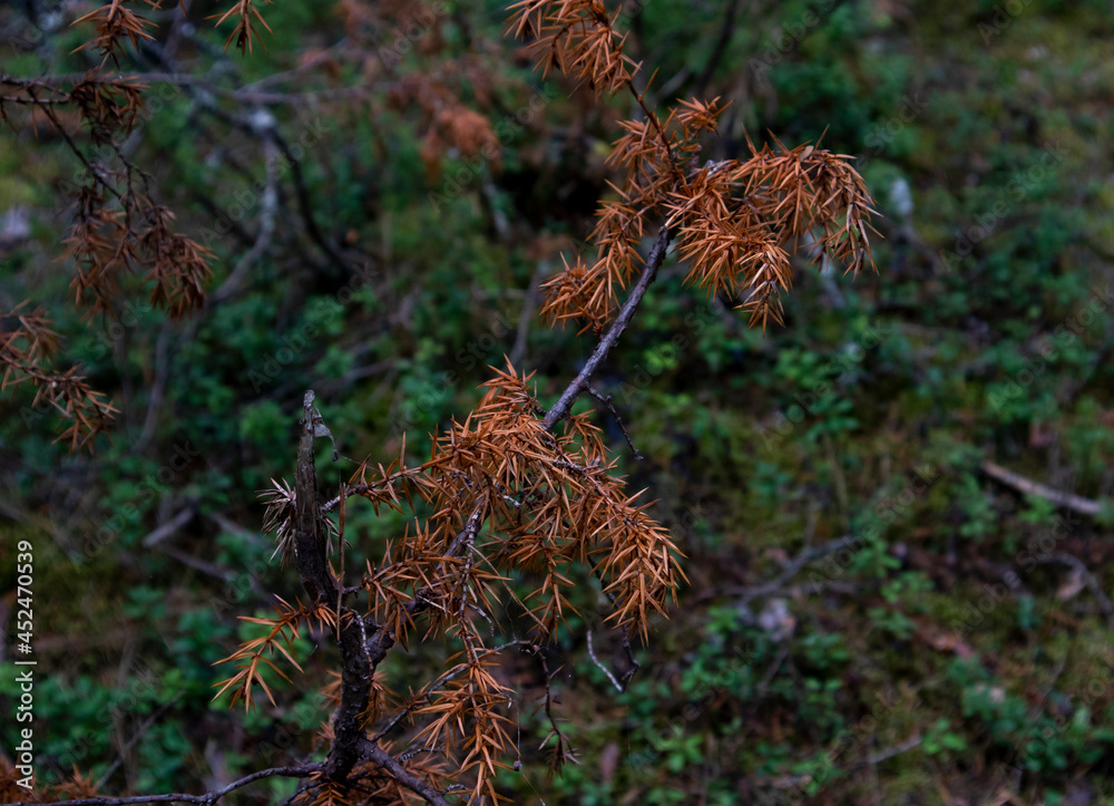 dry red coniferous spruce branch in the forest dry red coniferous spruce branch in the forest