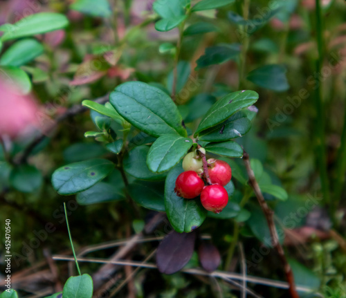 red ripe lingonberries under green leaves in the forest