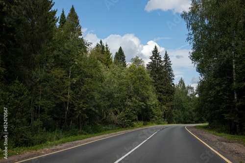 asphalt road crossing green coniferous forest