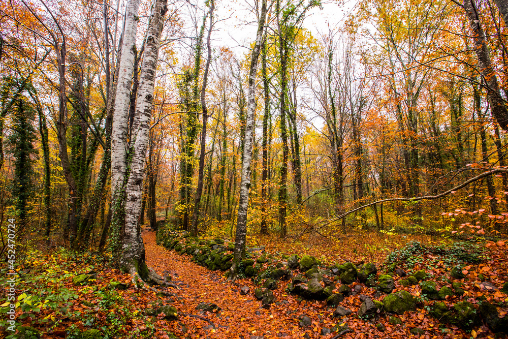 Autumn in La Fageda D En Jorda Forest, La Garrotxa, Spain
