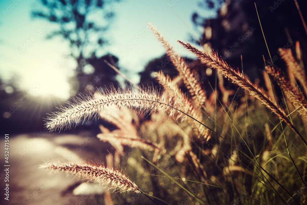 Fototapeta premium Grass with Sunlight on Countryside Suburban