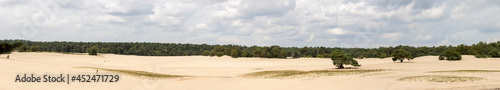 Super wide panoramic view of solitary pine trees in the middle of the Soesterduinen sand dunes in The Netherlands. Unique Dutch natural phenomenon of sandbank drift plain.