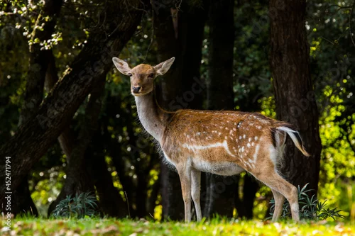 Obraz Fallow deers in La Garrotxa, Girona, Pyrenees, northern Spain. Europe
