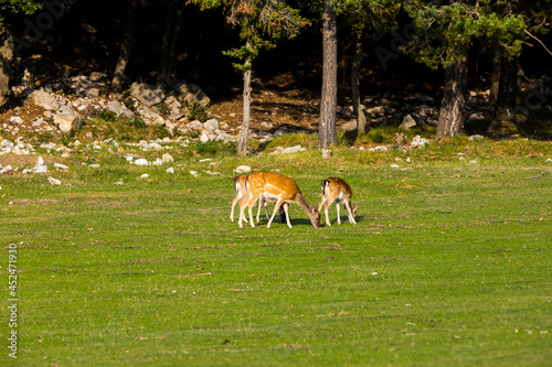 Fototapeta Naklejka Na Ścianę i Meble -  Fallow deers in La Garrotxa, Girona, Pyrenees, northern Spain. Europe