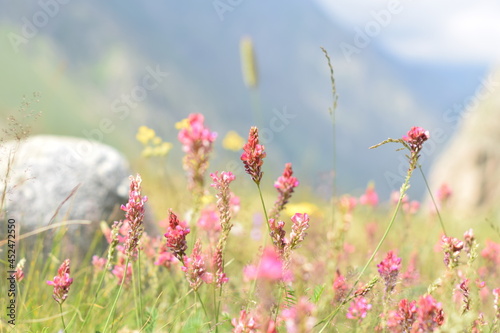 Цветы в горах.