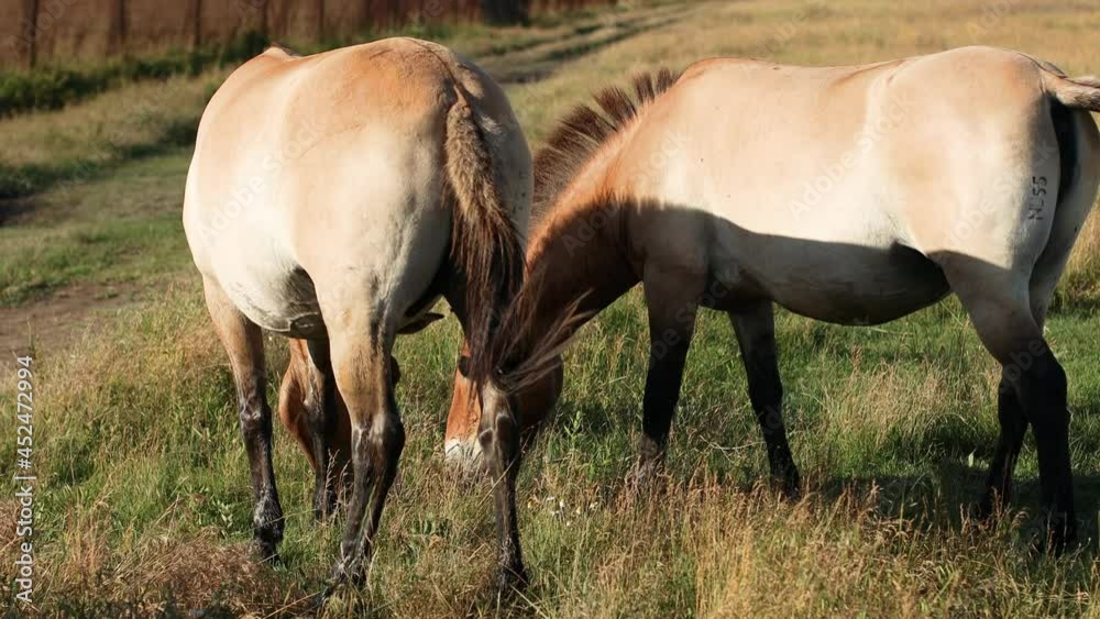 Two brown Przewalski's horse eat a green grass breakfast in autumn field in nature reserve Askania Nova, Ukraine Two brown Przewalski's horse eat a green grass breakfast in autumn field in nature reserve Askania Nova, Ukraine