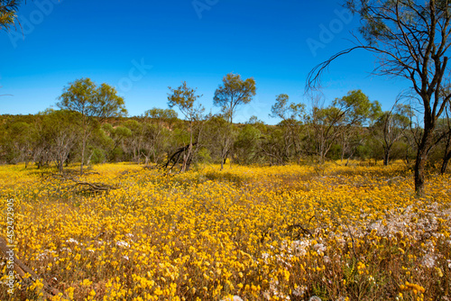 Western Australia Wildflower オーストラリア　ワイルドフラワー（西オーストラリア州）