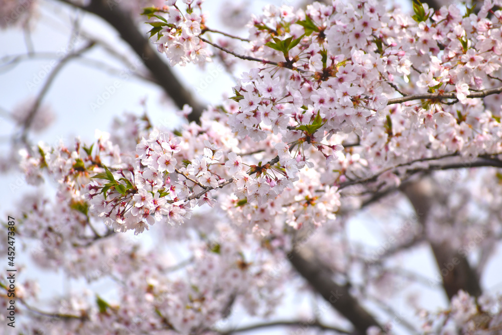 日本の桜 日本の桜