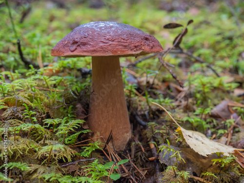 Edible porcini mushroom in the forest