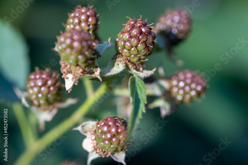 Close-up of the beginning of ripening of blackberries. Blurred background.