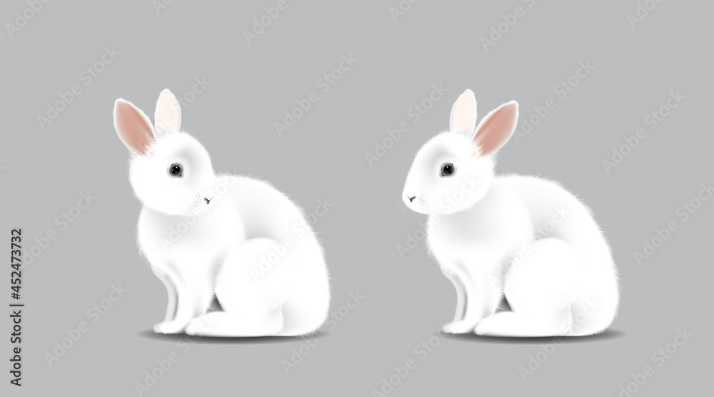 White adorable rabbit, Bunny sitting on isolated white background White adorable rabbit, Bunny sitting on isolated white background