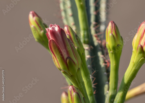 Kwiaty kaktusa dziko rosnącego na południu Europy, zdjęcie macro
