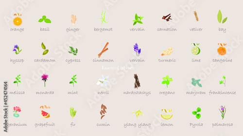 A large set of essential oil icons. Plants for aromatherapy. Oil icons for stores and magazines. The best herbs for aromatherapy. Set of medicinal plants. Vector collection for perfumes and cosmetic. photo