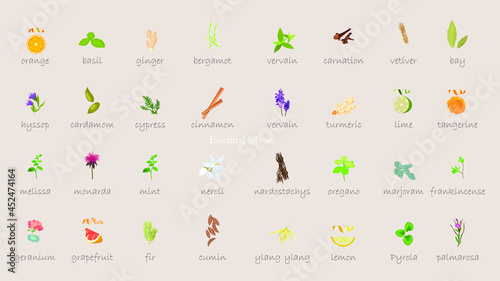 A large set of essential oil icons. Plants for aromatherapy. Oil icons for stores and magazines. The best herbs for aromatherapy. Set of medicinal plants. Vector collection for perfumes and cosmetic.