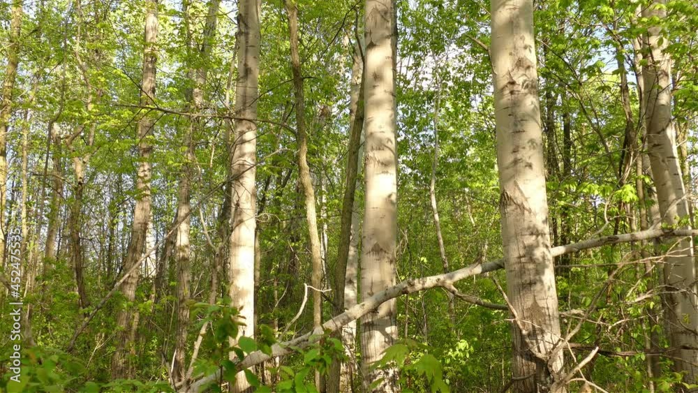 The black and white woodpecker bird on the tree. woodpecker in the lush trees. woodpecker pecks tree The black and white woodpecker bird on the tree. woodpecker in the lush trees. woodpecker pecks tree