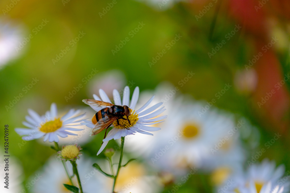 Wild bee sucking pollen white Symphyotrichum flowers, Herbaceous annual and perennial plants in the composite family that were formerly treated within the genus Aster, Wildlife in insect in summer. Wild bee sucking pollen white Symphyotrichum flowers, Herbaceous annual and perennial plants in the composite family that were formerly treated within the genus Aster, Wildlife in insect in summer.