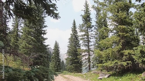 POV while driving on Sidney Loop Trail through pine trees in Yankee boy Basin of the San Juan Mountains in Colorado; concepts of adventure, exploration and mountain landscape photo