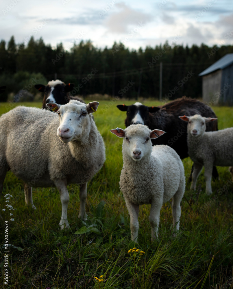 sheep and lamb