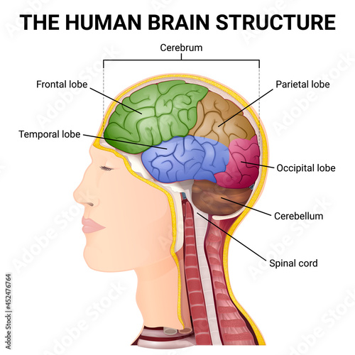 structure of the cerebrum, anatomical poster, the location of the brain in the head