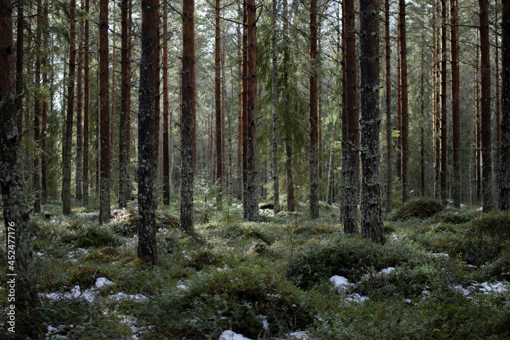Obraz premium path in the forest