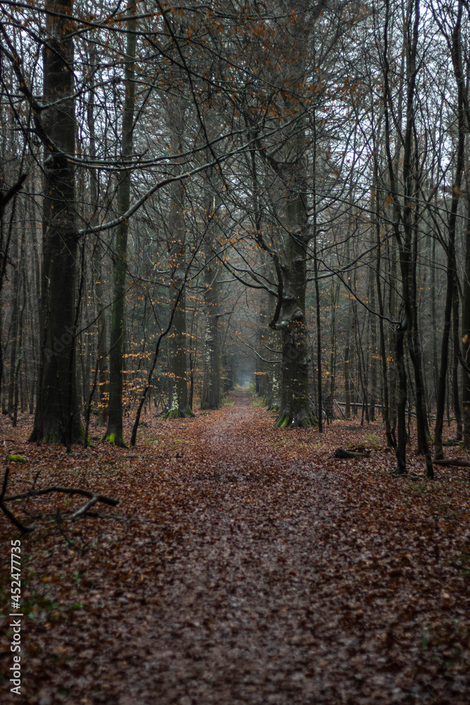 Obraz premium path in the forest