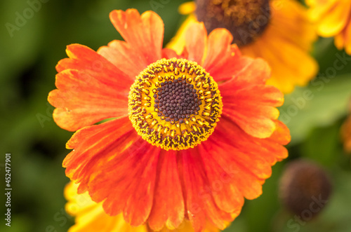 Close up of a bright orange flower