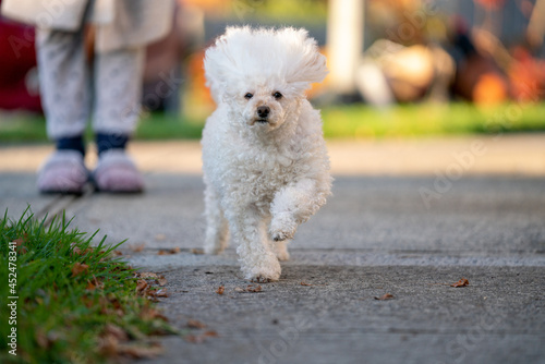 dog in the park