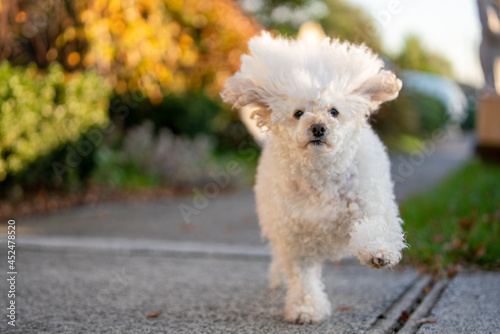 white miniature dog toy puddle