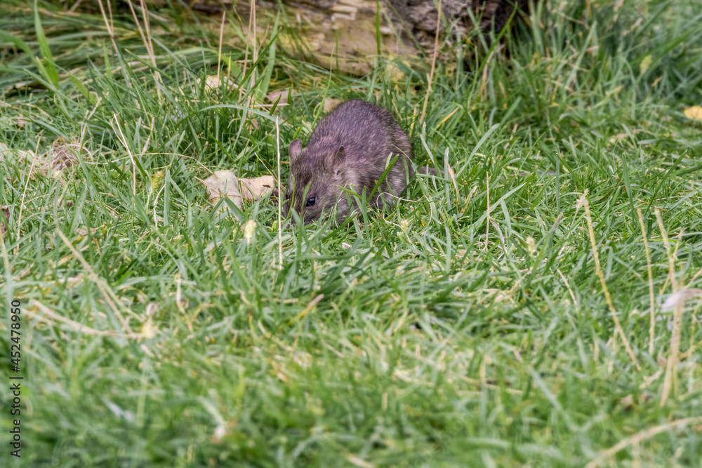 Brown Rat (Rattus norvegicus) in park Brown Rat (Rattus norvegicus) in park