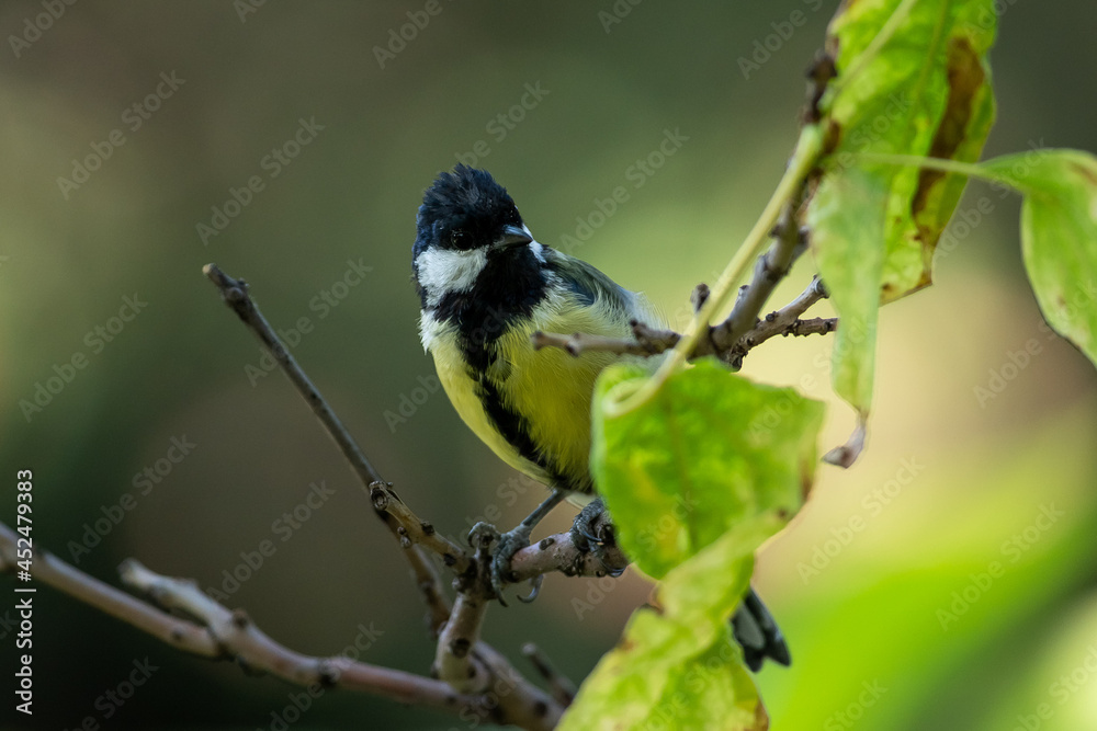 Parus major sit on tree
Great tit sit on branch Volgograd region, Russia. Parus major sit on tree
Great tit sit on branch Volgograd region, Russia.