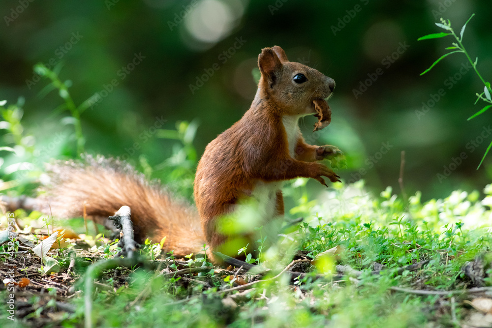 Fototapeta premium Red squirrel in grass, Sciurus vulgaris in spring, sumer scene