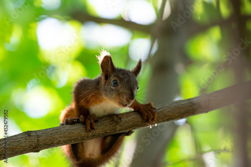 Red squirrel sit on branch in spring scene, Sciurus vulgaris in summer scene