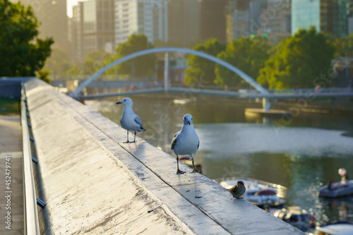 pigeons on the bridge