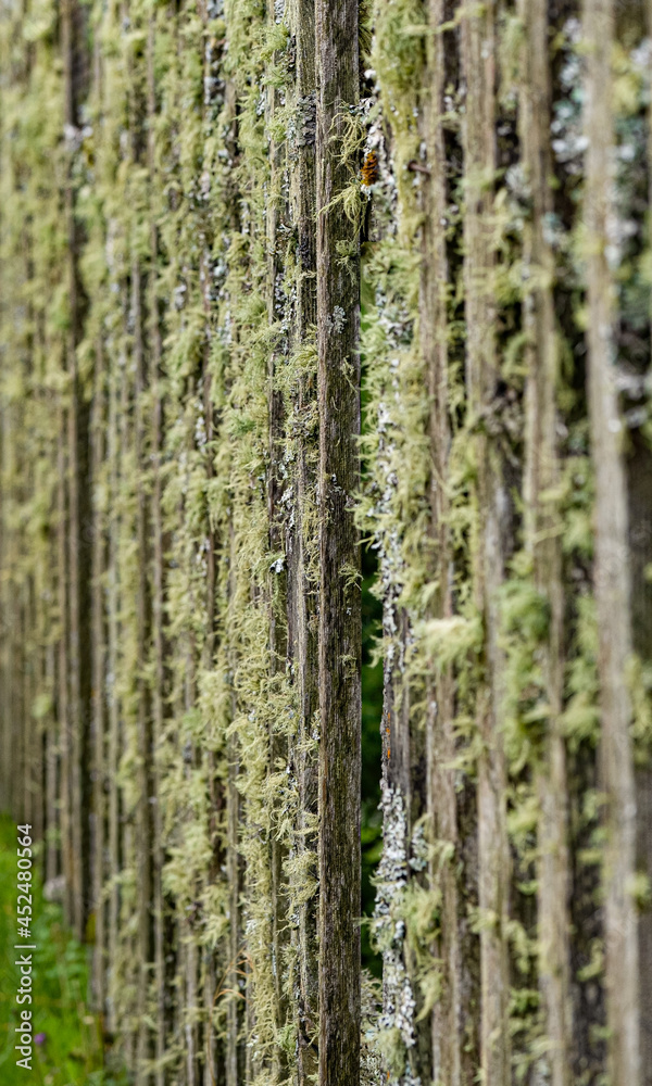 Fototapeta premium Nahaufnahme Moos bewachsener, hölzener Zaun, Gartenzaun,