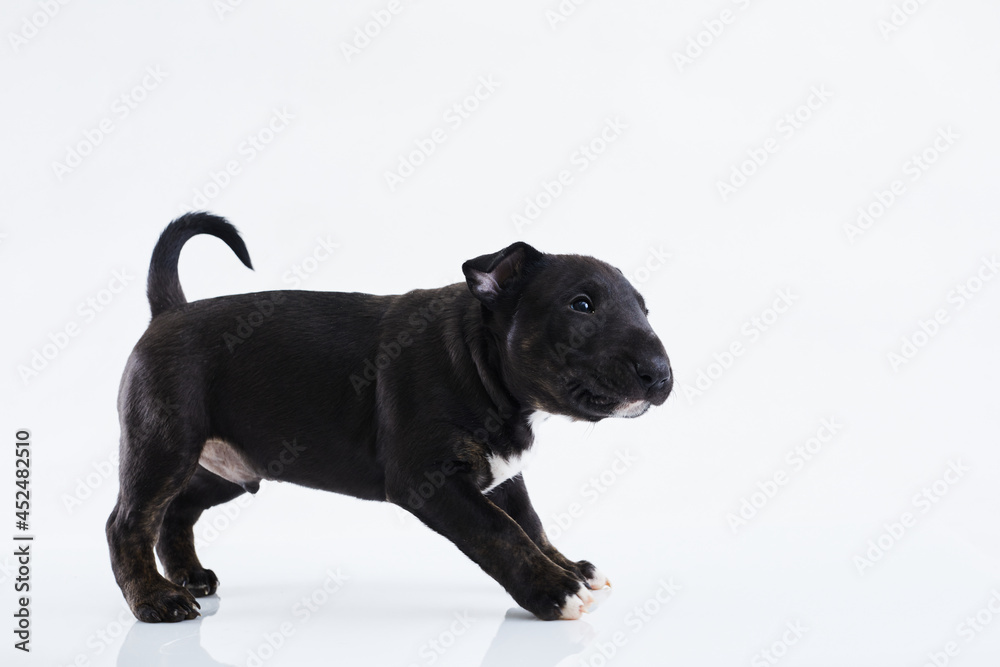Miniature bull terrier dog posing on a white background. Funny Dark Bull terrier puppy - studio portrait. Miniature bull terrier dog posing on a white background. Funny Dark Bull terrier puppy - studio portrait.