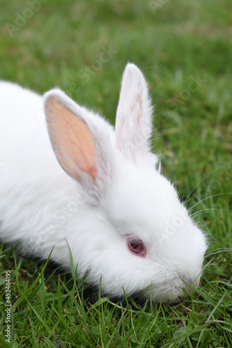 white rabbit on green grass © Nadiia