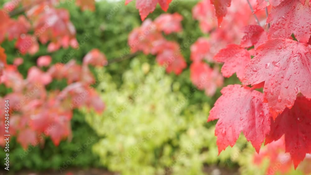 Rain drops on red autumn maple tree leaves. Water droplets, wet fall leaf in forest or woods. September, october or november weather. Leafage in moist park . Seasonal foliage on green background. Rain drops on red autumn maple tree leaves. Water droplets, wet fall leaf in forest or woods. September, october or november weather. Leafage in moist park . Seasonal foliage on green background.