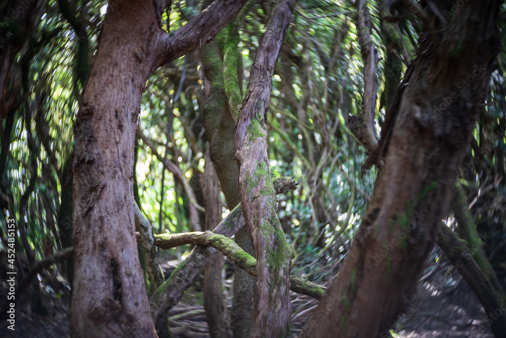 Relict forests of Anaga. Tenerife, Canary Islands, Spain. Swirling bokeh. Focus on the center.