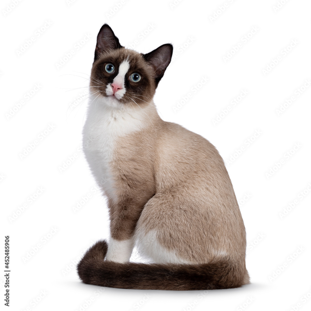 Adorable young Snowshoe cat kitten, sitting up side ways showing color pattern. Looking towards camera with the typical blue eyes. Isolated on a white background.