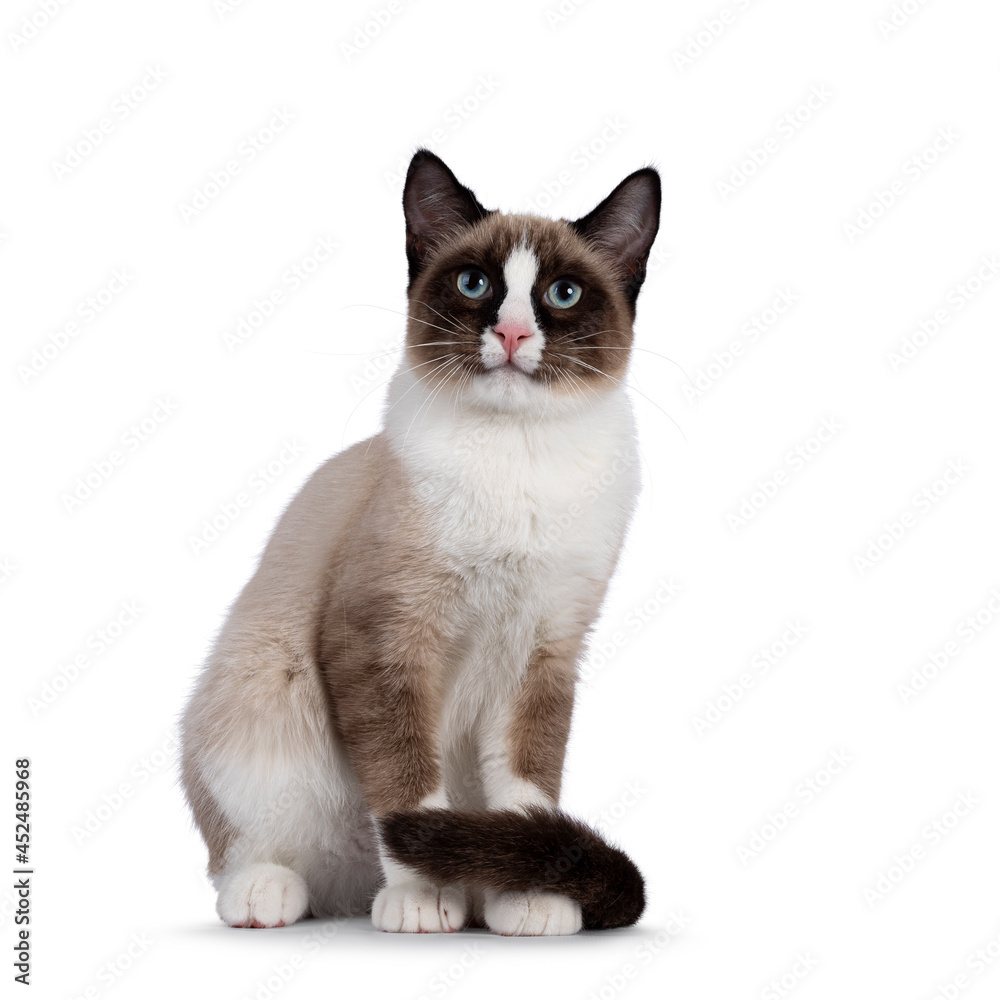 Adorable young Snowshoe cat kitten, sitting up front view. Tail around paws. Looking towards camera with the typical blue eyes. Isolated on a white background.