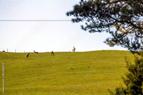 Flock of deers on the meadow