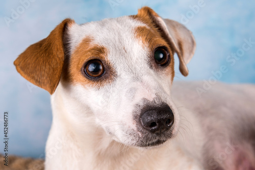 Jack russell terrier female close up portrait