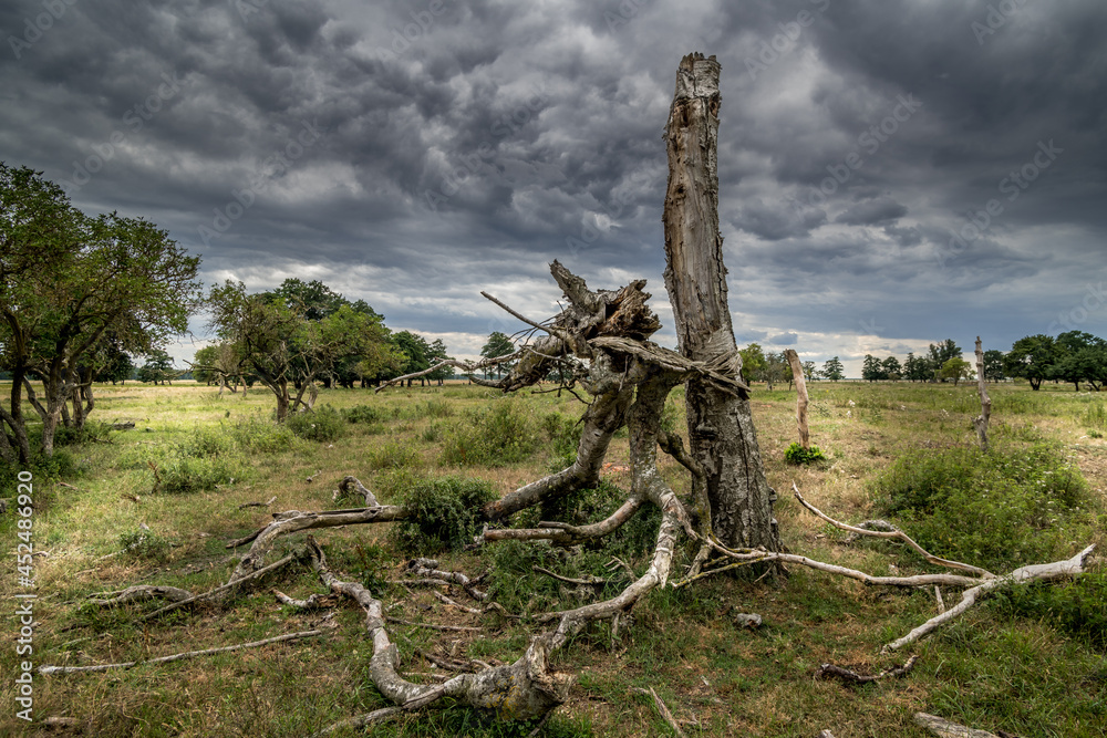 Old trees