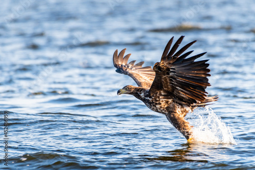 eagle in water