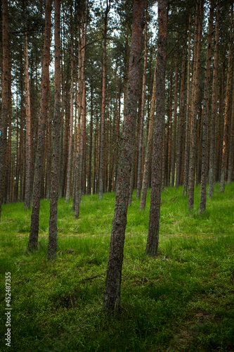 Fototapeta Naklejka Na Ścianę i Meble -  In the forest