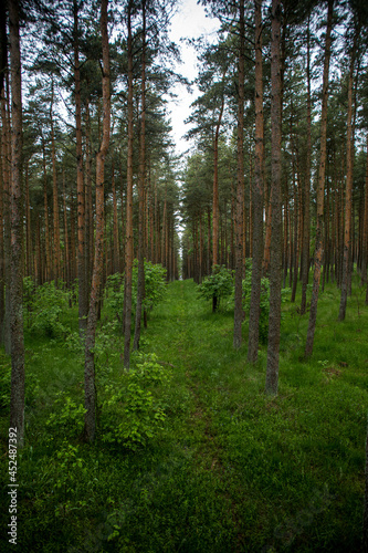 Fototapeta Naklejka Na Ścianę i Meble -  In the forest