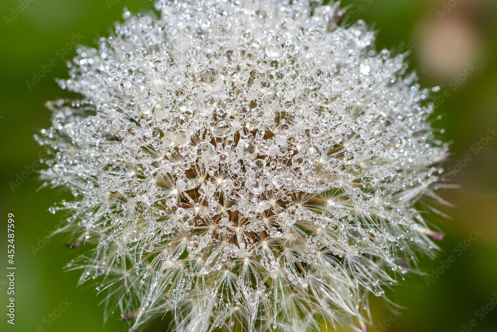 Fluffy dandelion hat with tiny dew drops on the villi, macro background Fluffy dandelion hat with tiny dew drops on the villi, macro background
